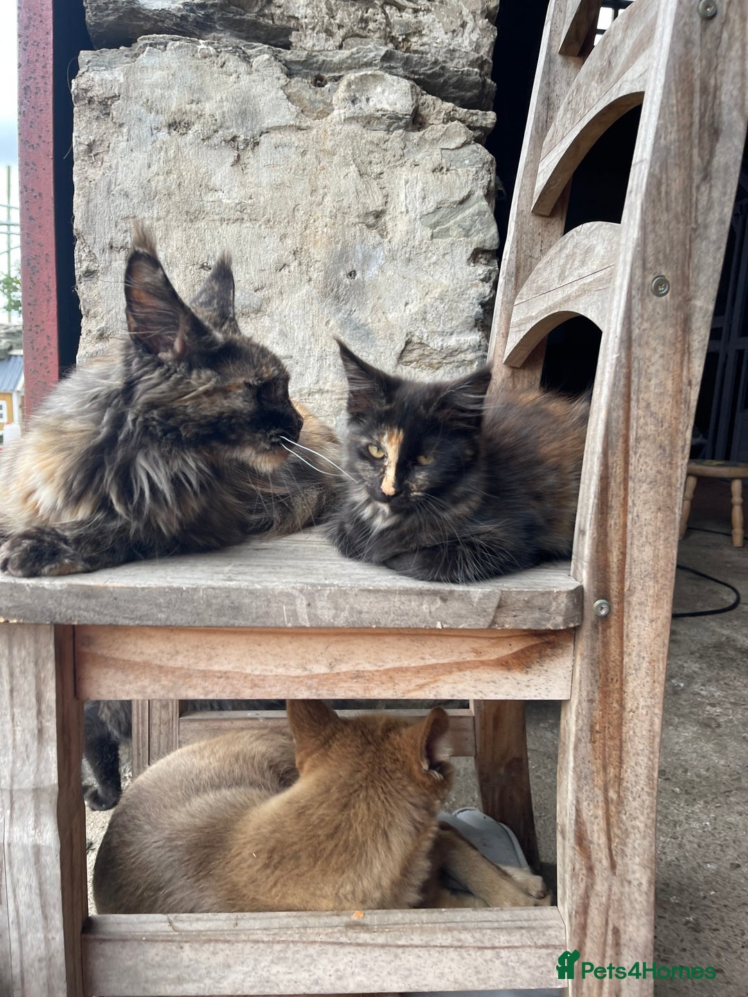 Maine Coon cats for sale: Full pedigree MaineCoon kittens  - Image 27
