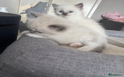 Ragdoll cats for sale: Blue Point kitten Ragdoll - Image 5