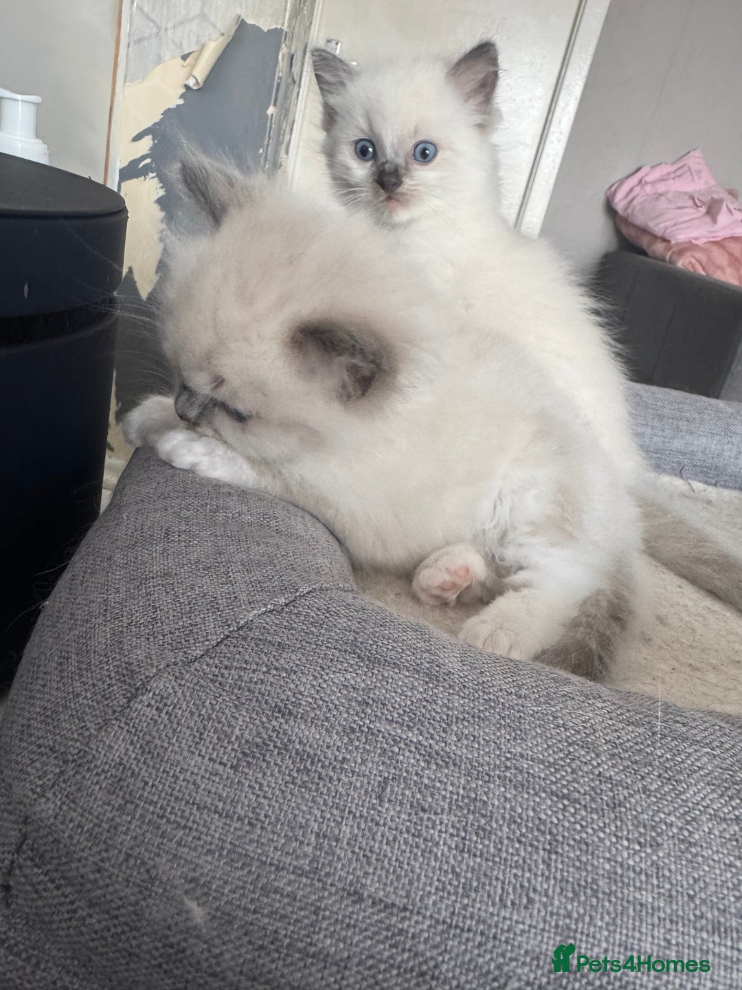 Ragdoll cats for sale: Blue Point kitten Ragdoll - Image 5