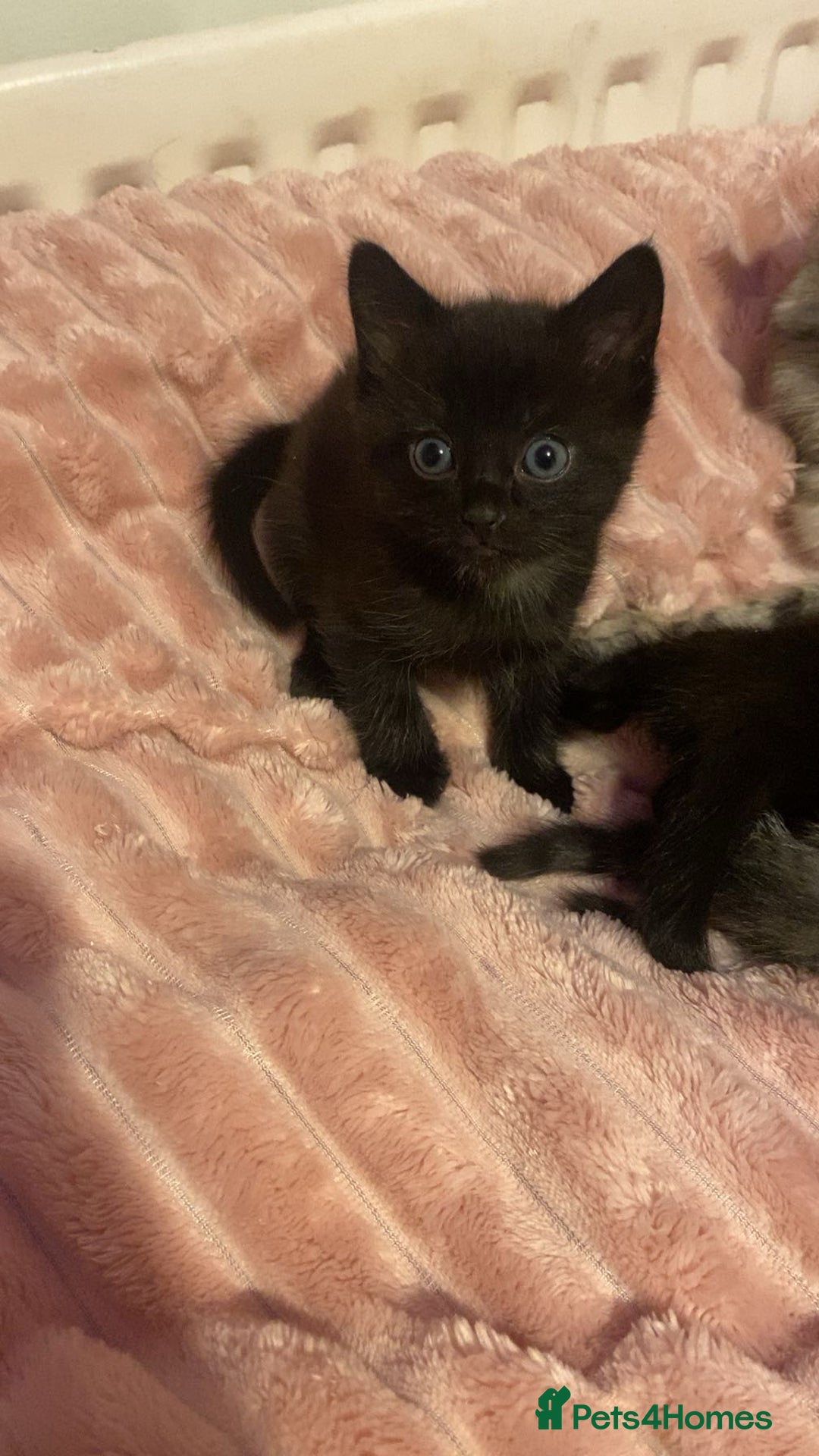 Bengal cats for sale: Bengal/Maine Coone kittens - Advert 4