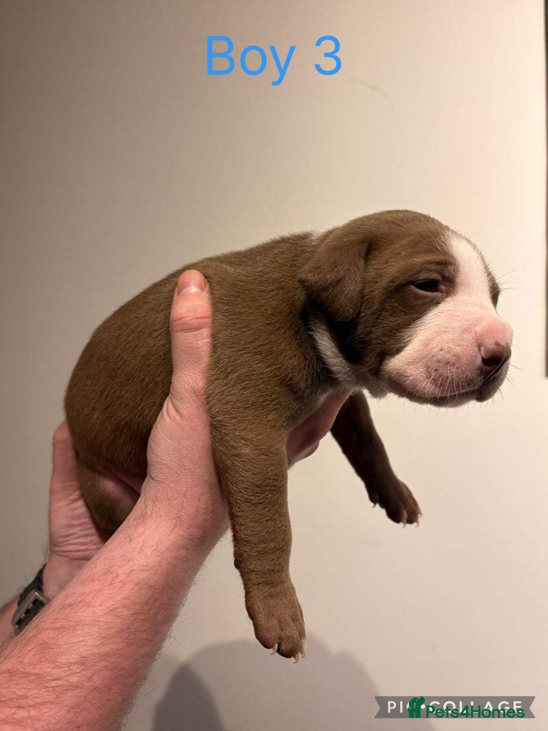 American Bully dogs for sale: Merle American Bully Puppy’s - Advert 8