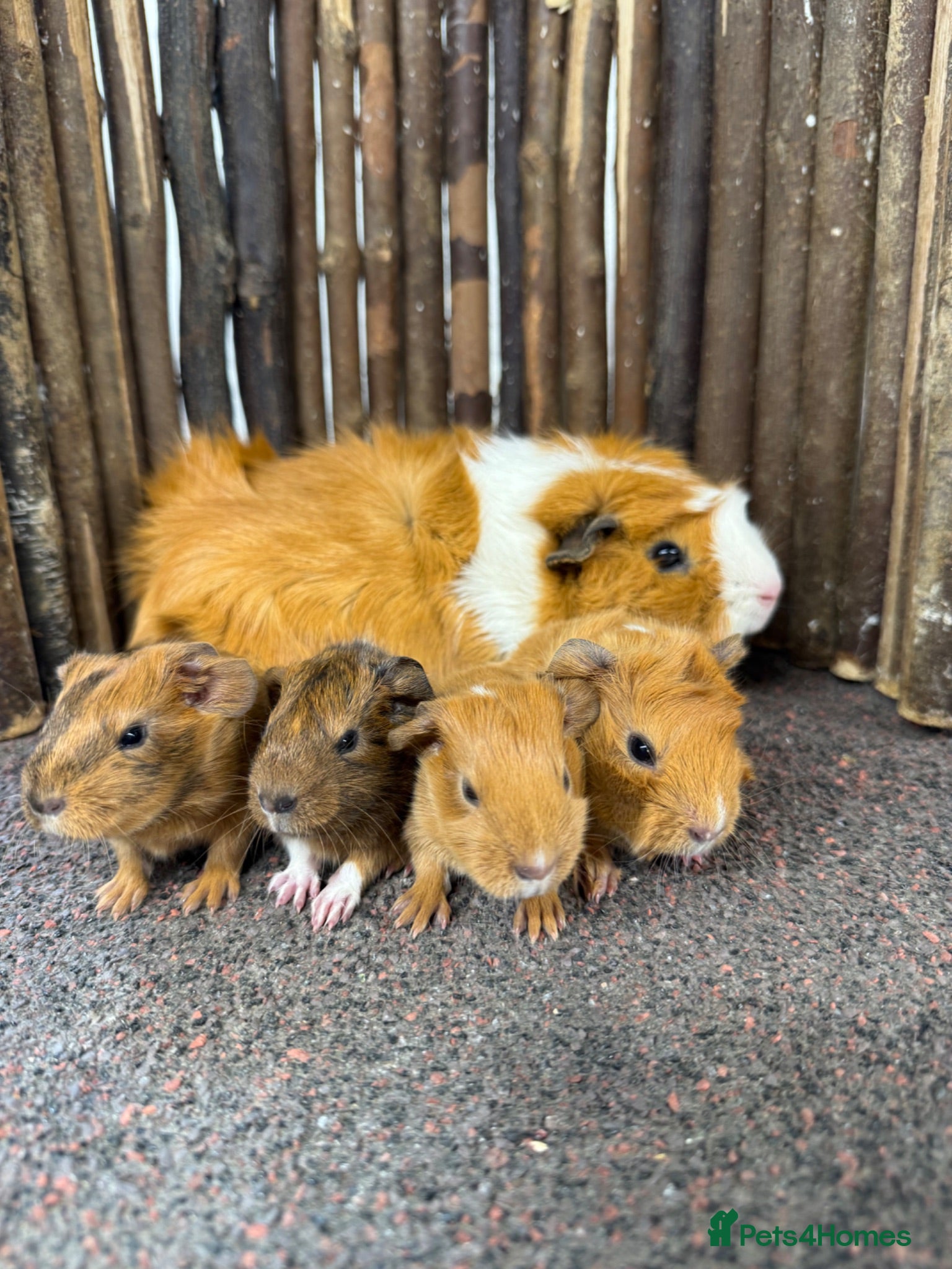 Guinea Pig rodents Gorgeous baby girls!  - Advert 1