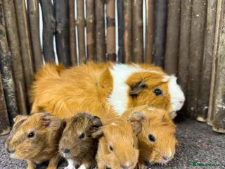 Guinea Pig rodents Gorgeous baby girls! - Advert 12