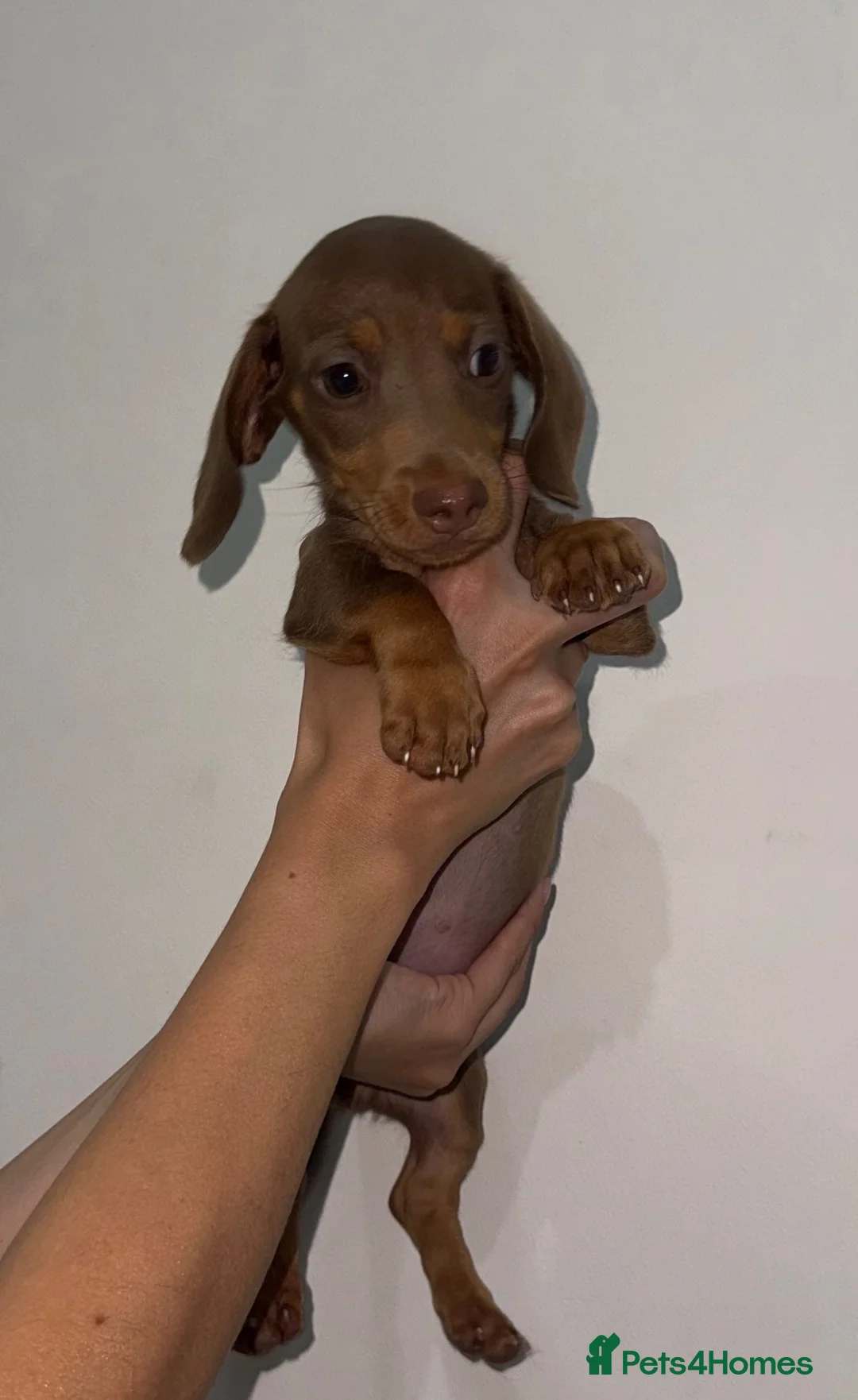 Miniature Dachshund dogs for sale: LAST MINIATURE DACHSHUND BOY - Advert 2