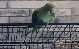 Ringnecks birds for sale: Indian ring neck parrot  - Image 1