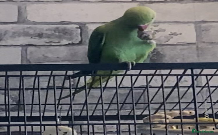 Ringnecks birds - Advert 1
