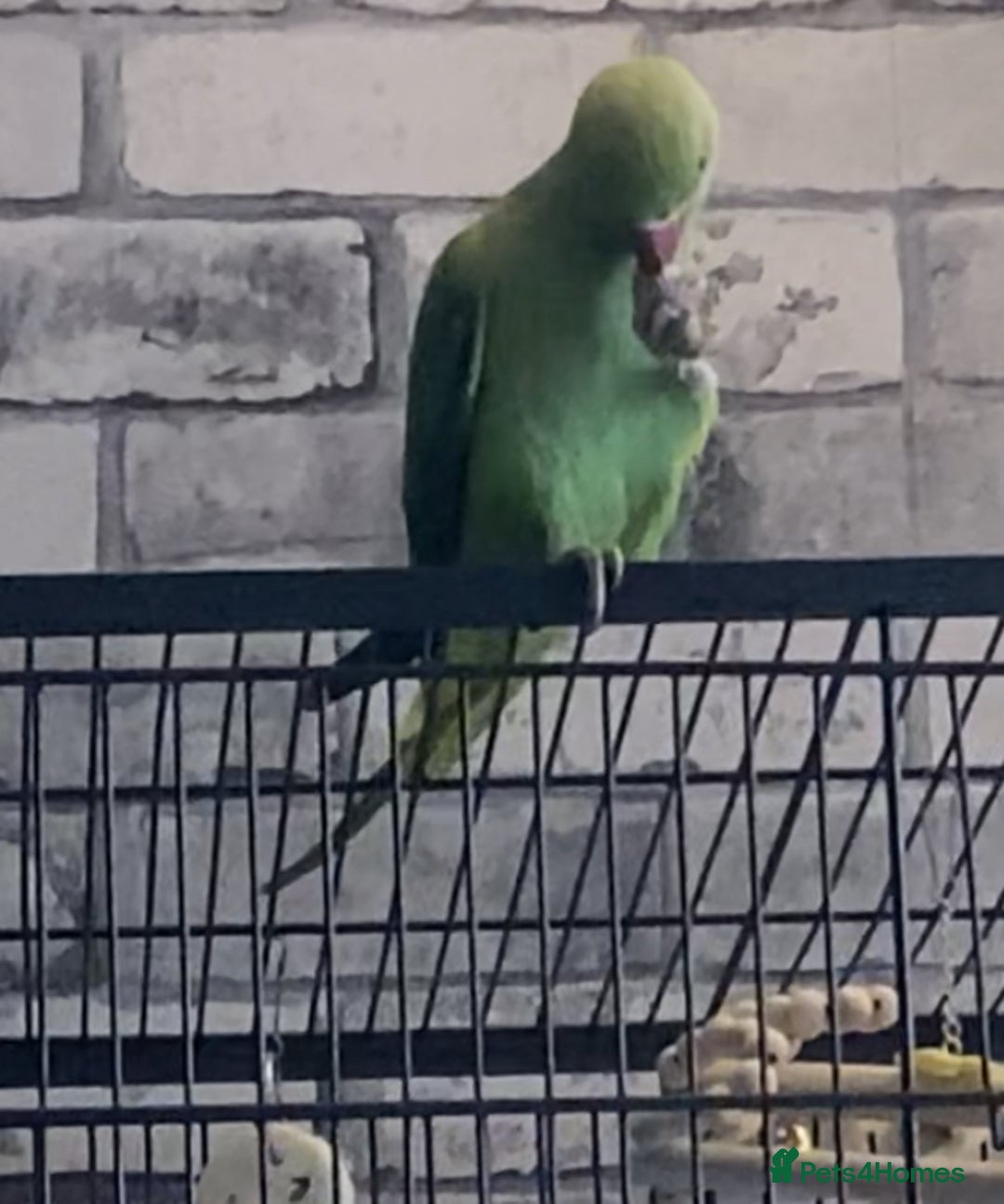 Ringnecks birds for sale: Indian ring neck parrot  - Image 1