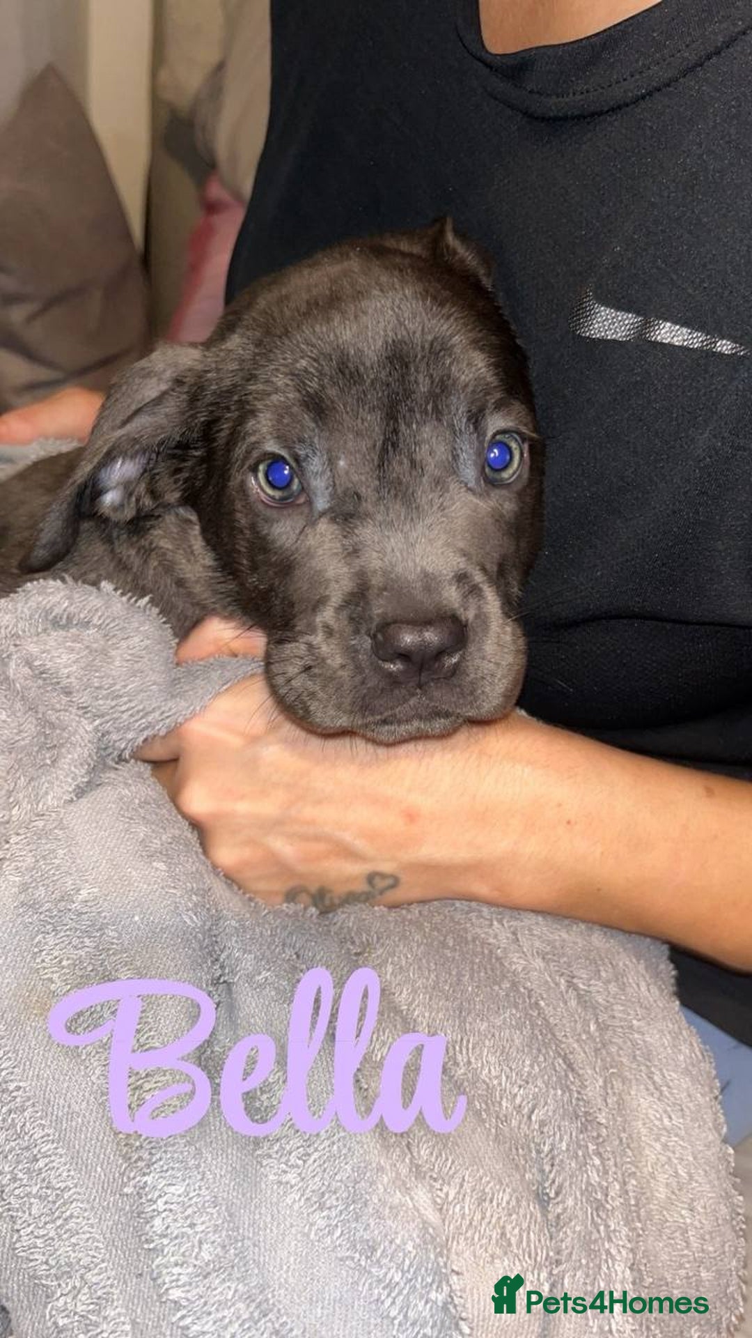 Cane Corso dogs for sale: Stunning puppies  - Advert 3