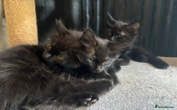 Mixed Breed cats for sale: 3 Cute kittens ready ASAP £100 - Image 2