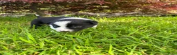 Border Collie dogs for sale: Adorable Border Collie puppies  - Advert 4