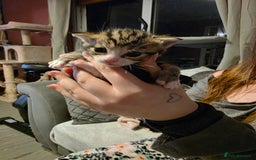 British Shorthair cats for sale: Beautiful kittens  - Advert 4