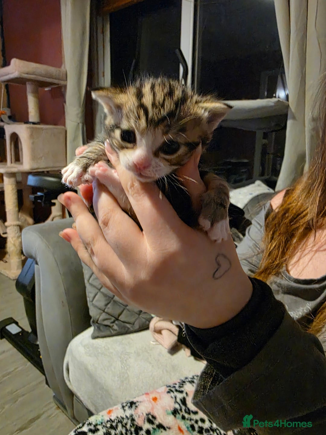 British Shorthair cats for sale: Beautiful kittens  - Advert 4