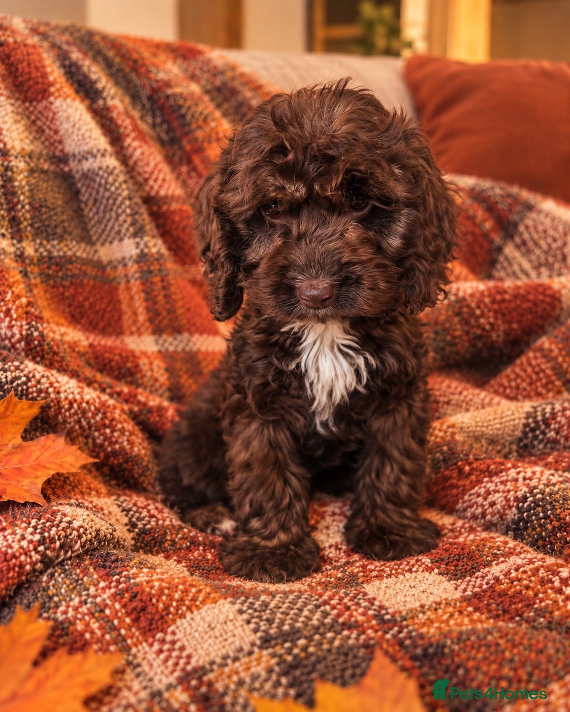 Cockapoo dogs for sale: Cockapoo puppies - Advert 21