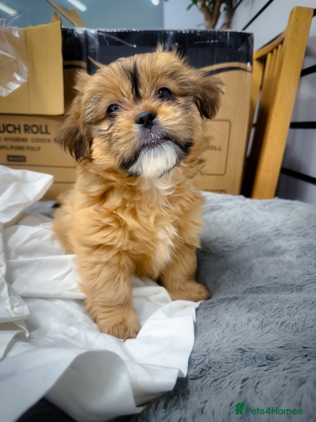 Mixed Breed dogs for sale: 🐶 Adorable Mixed-Breed Puppies Looking for Homes - Advert 10