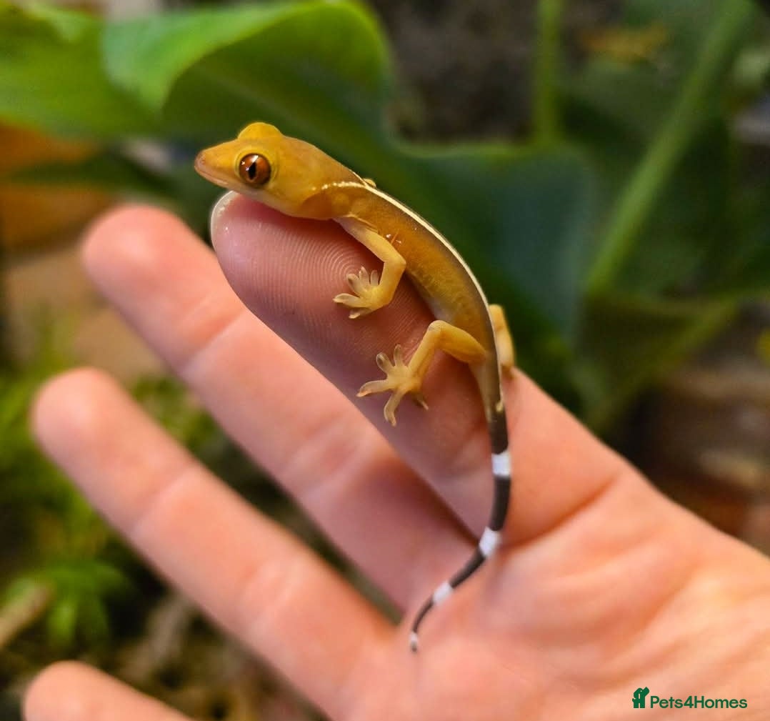 Gecko reptiles White line & mourning geckos available  - Advert 1