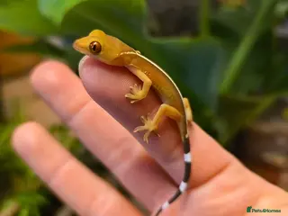 Gecko reptiles White line & mourning geckos available - Advert 1