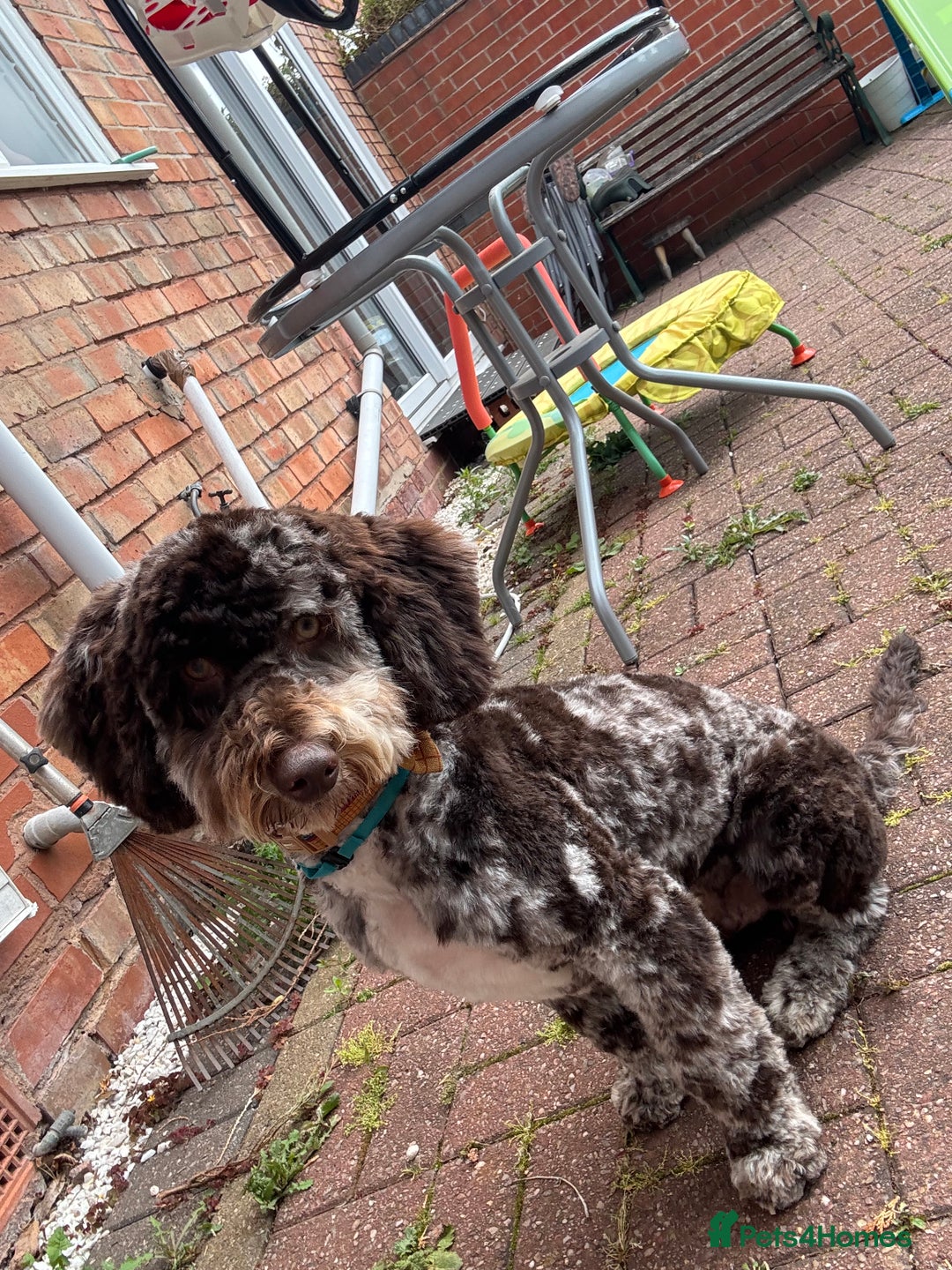 Cockapoo dogs for sale: Merle Male Cockapoo - Image 1