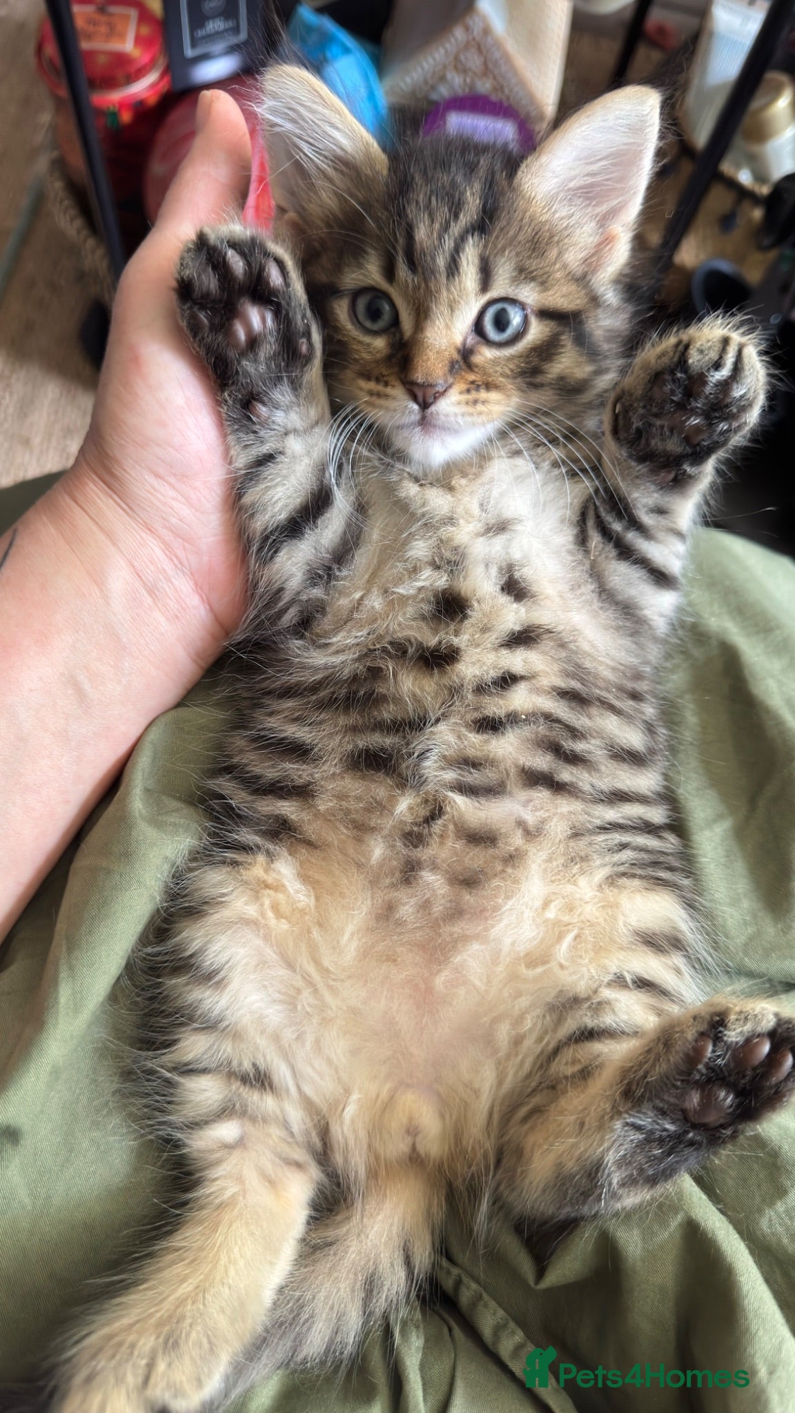 Mixed Breed cats Beautiful kittens 😻 - Advert 2