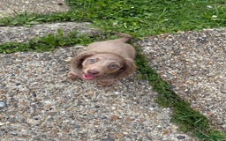 Miniature Dachshund dogs for sale: Miniature dachshund puppies  - Image 3