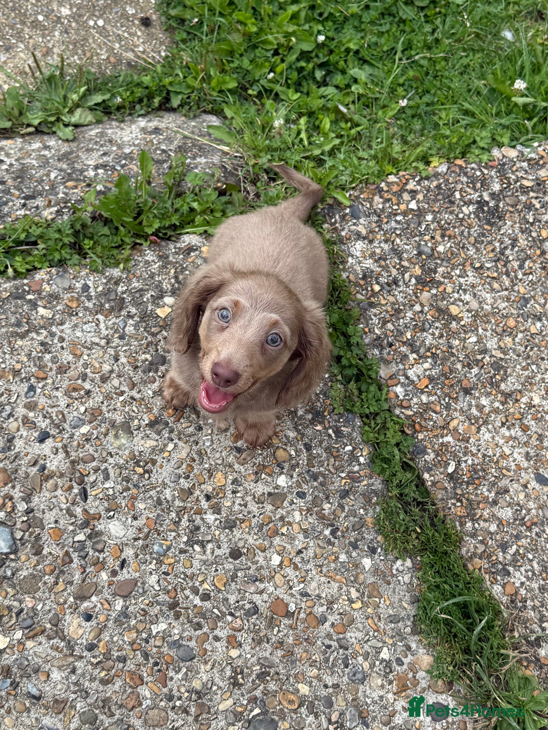 Miniature Dachshund dogs for sale: Miniature dachshund puppies  - Image 3