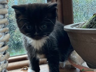 Exotic cats Exotic cross kittens - Advert 2