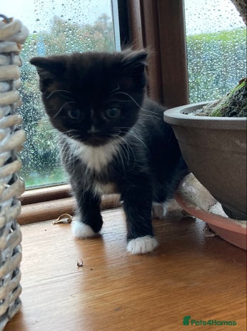 Exotic cats Exotic cross kittens - Advert 2