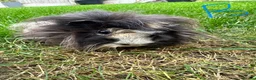 Guinea Pig rodents for sale: Guinea Pigs For Sale  - Advert 14