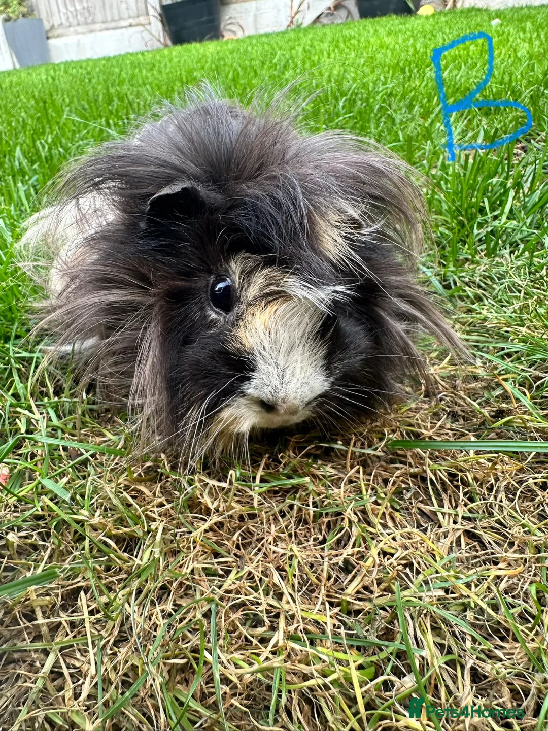 Guinea Pig rodents for sale: Guinea Pigs For Sale  - Advert 14