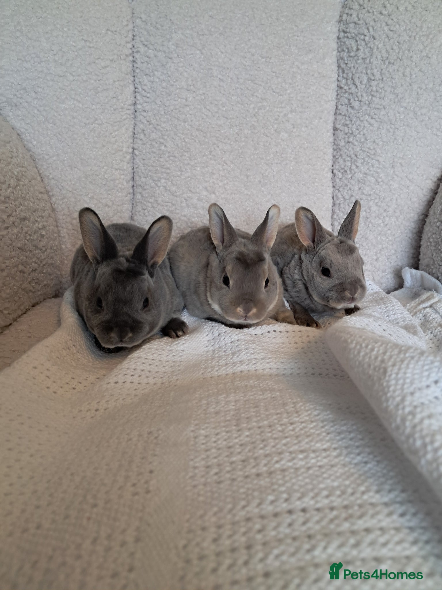 Rex rabbits Pure breed mini rex - Advert 3