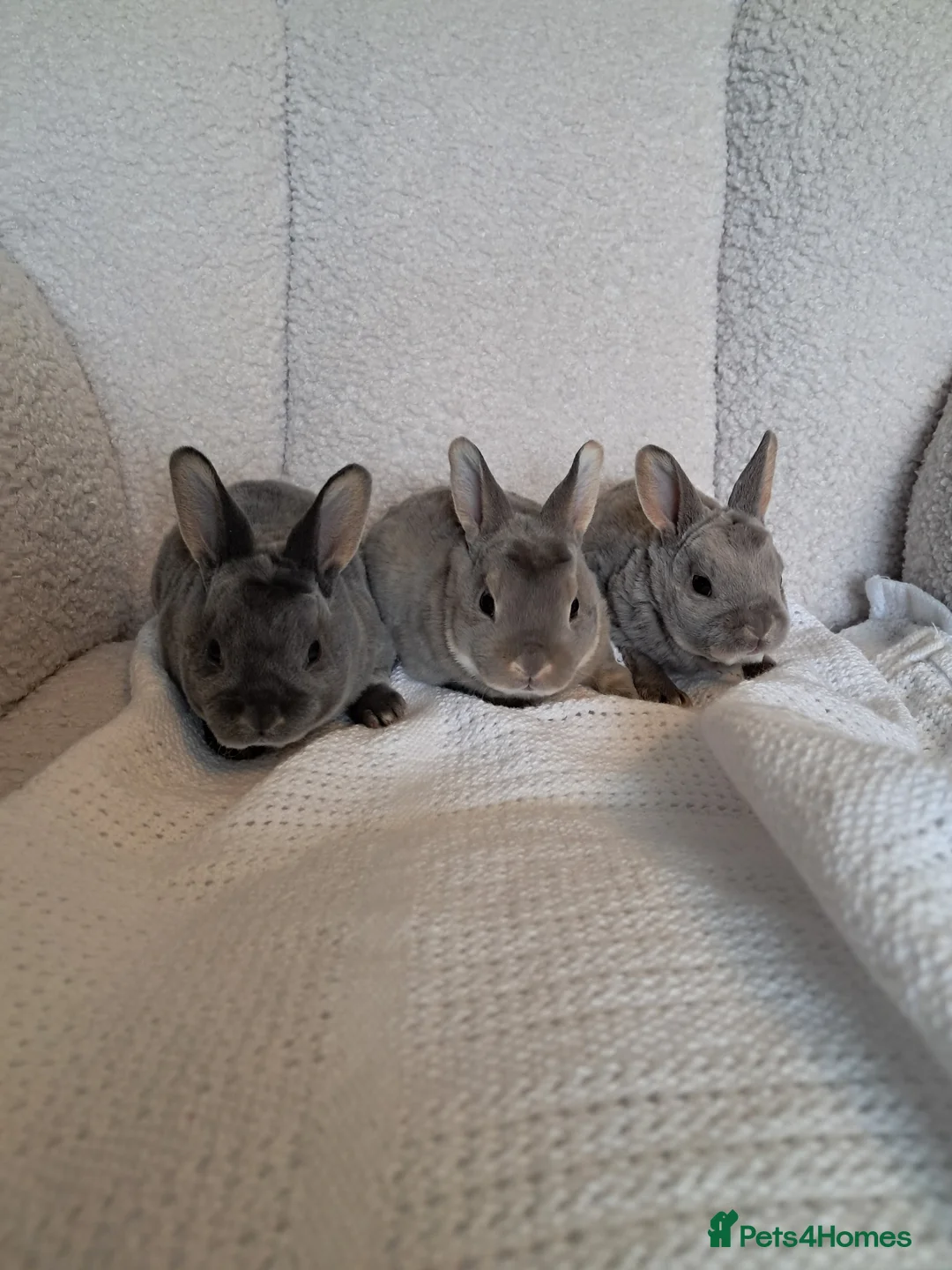 Rex rabbits for sale: Pure breed mini rex - Advert 1