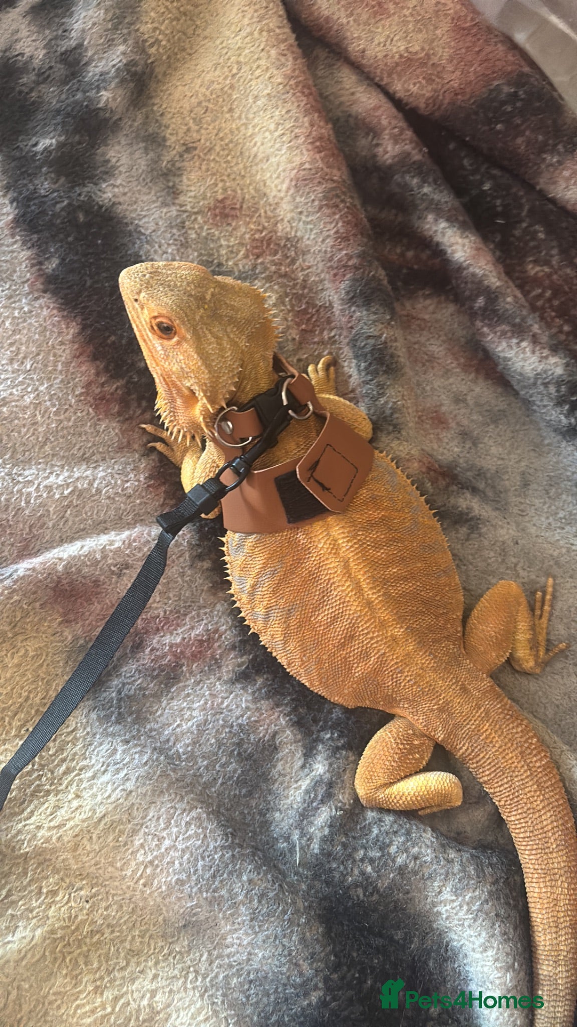 Bearded Dragon reptiles Morph beared dragon  - Advert 1