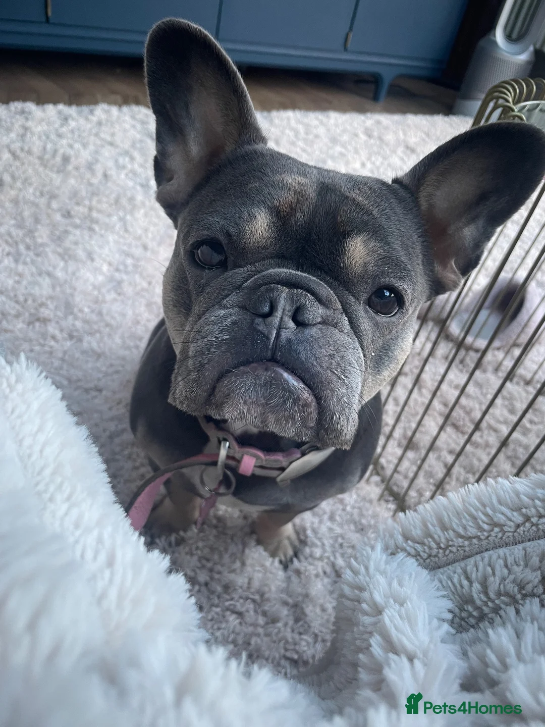 French Bulldog dogs for sale: French bulldog  - Advert 5