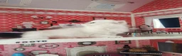 Scottish Fold cats for sale: Scottish Fold  Last Girl - Advert 16