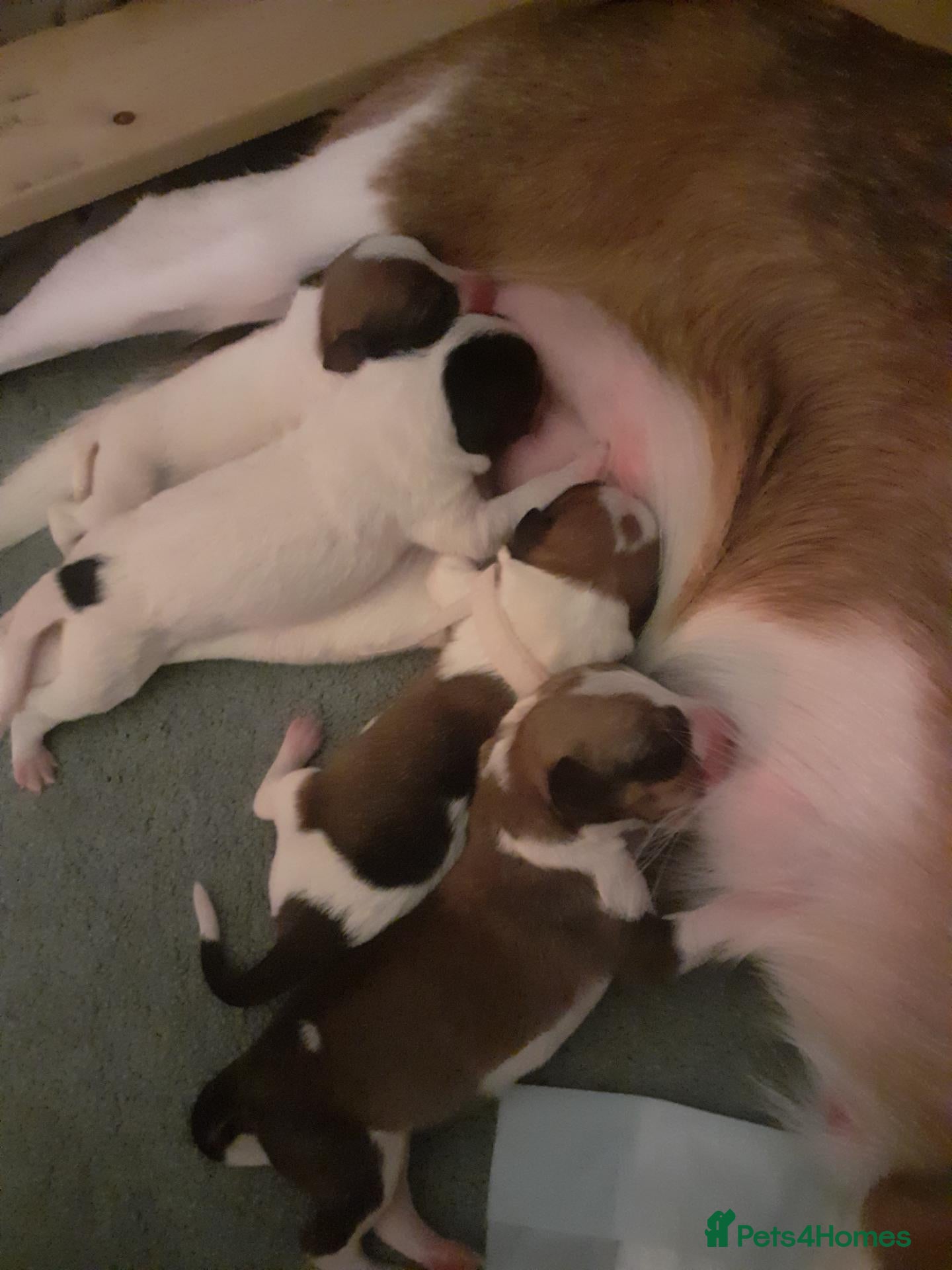 Mixed Breed dogs for sale: Beautiful collie x rough collie litter - Advert 18