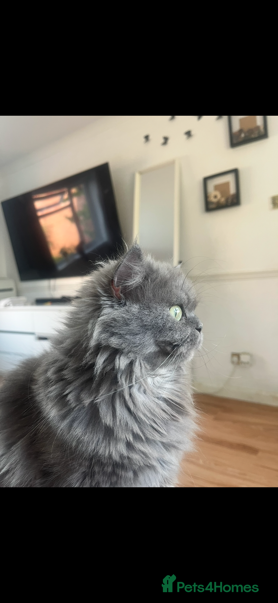 Persian cats for sale: 2 Persian adult  females - Advert 3