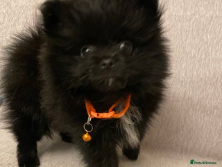 Pomeranian dogs Pomeranian puppies - Advert 3