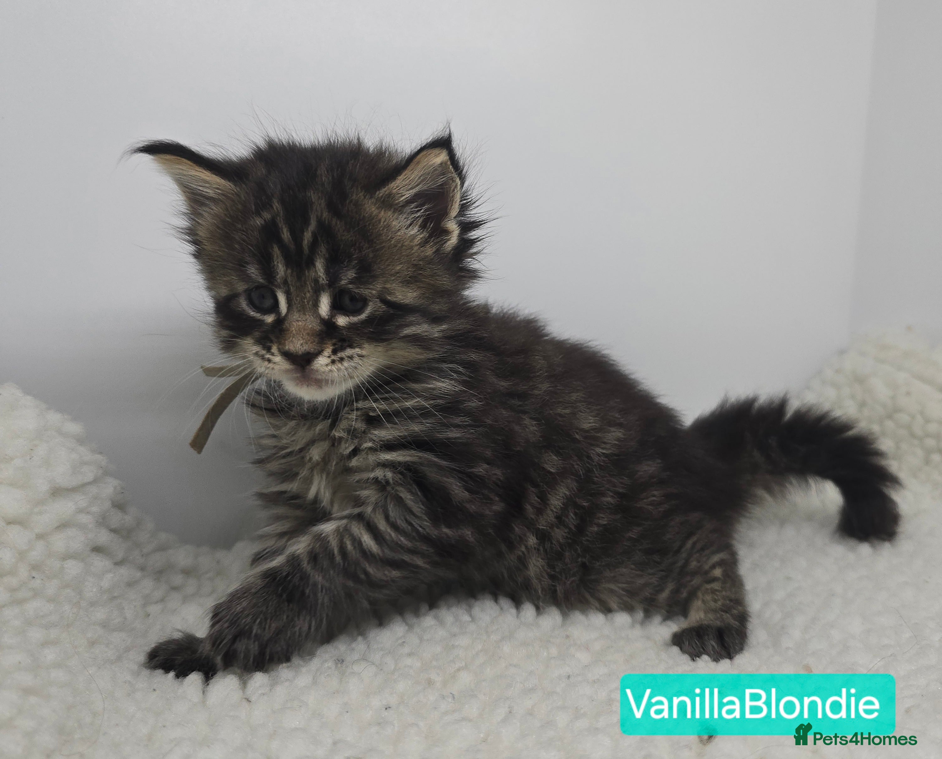 Maine Coon cats Beautiful TICA Pedigree Maine Coon Kittens - Advert 4