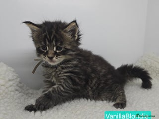 Maine Coon cats Beautiful TICA Pedigree Maine Coon Kittens - Advert 4