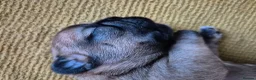 Mixed Breed dogs for sale: French bulldog Tzu pups - Advert 10