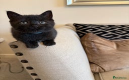 British Shorthair cats for sale: Rare black smoke British short hair kittens - Image 14