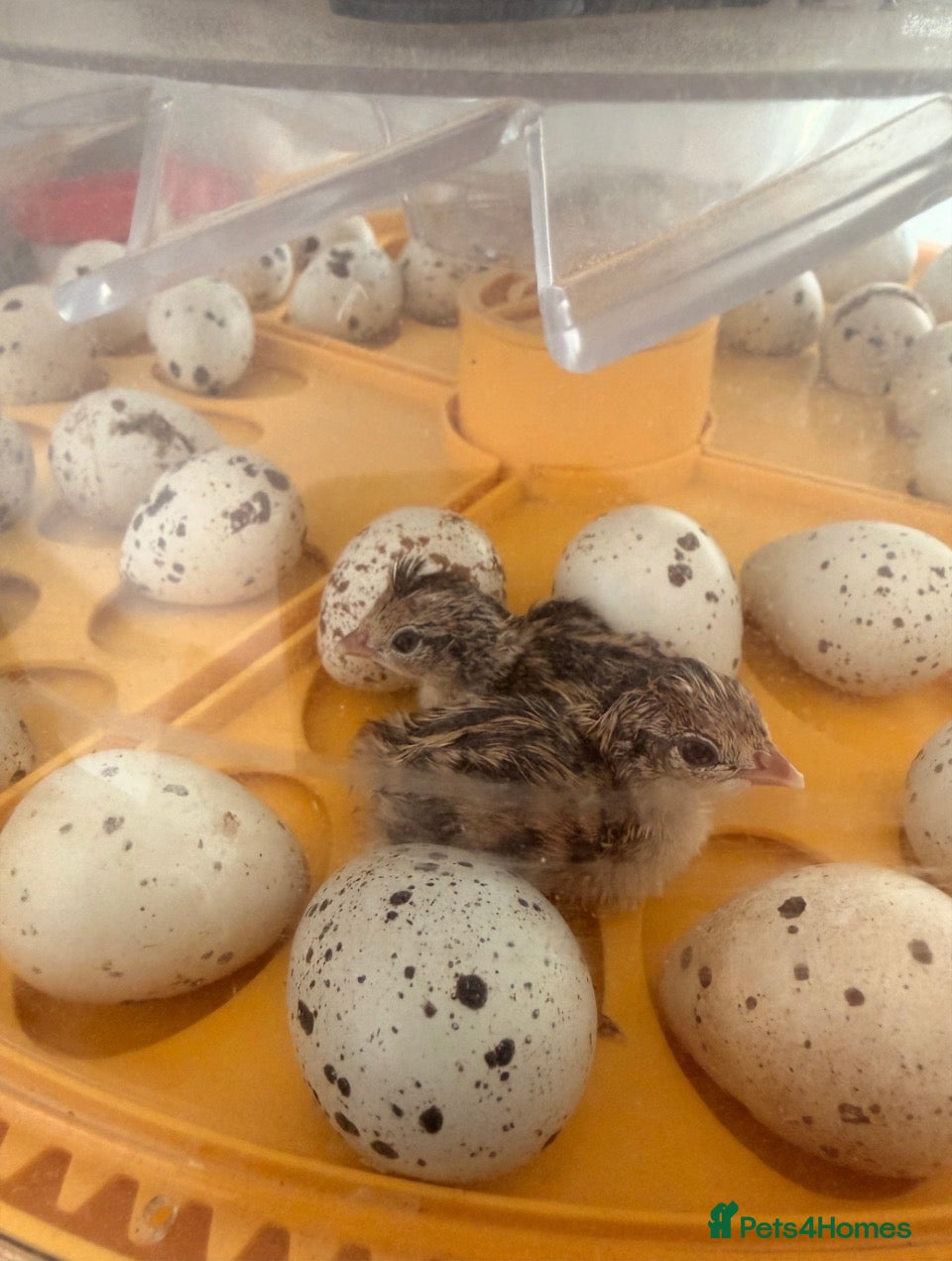 Quail poultry for sale: California quail hatching eggs and coturnix quail  - Advert 6