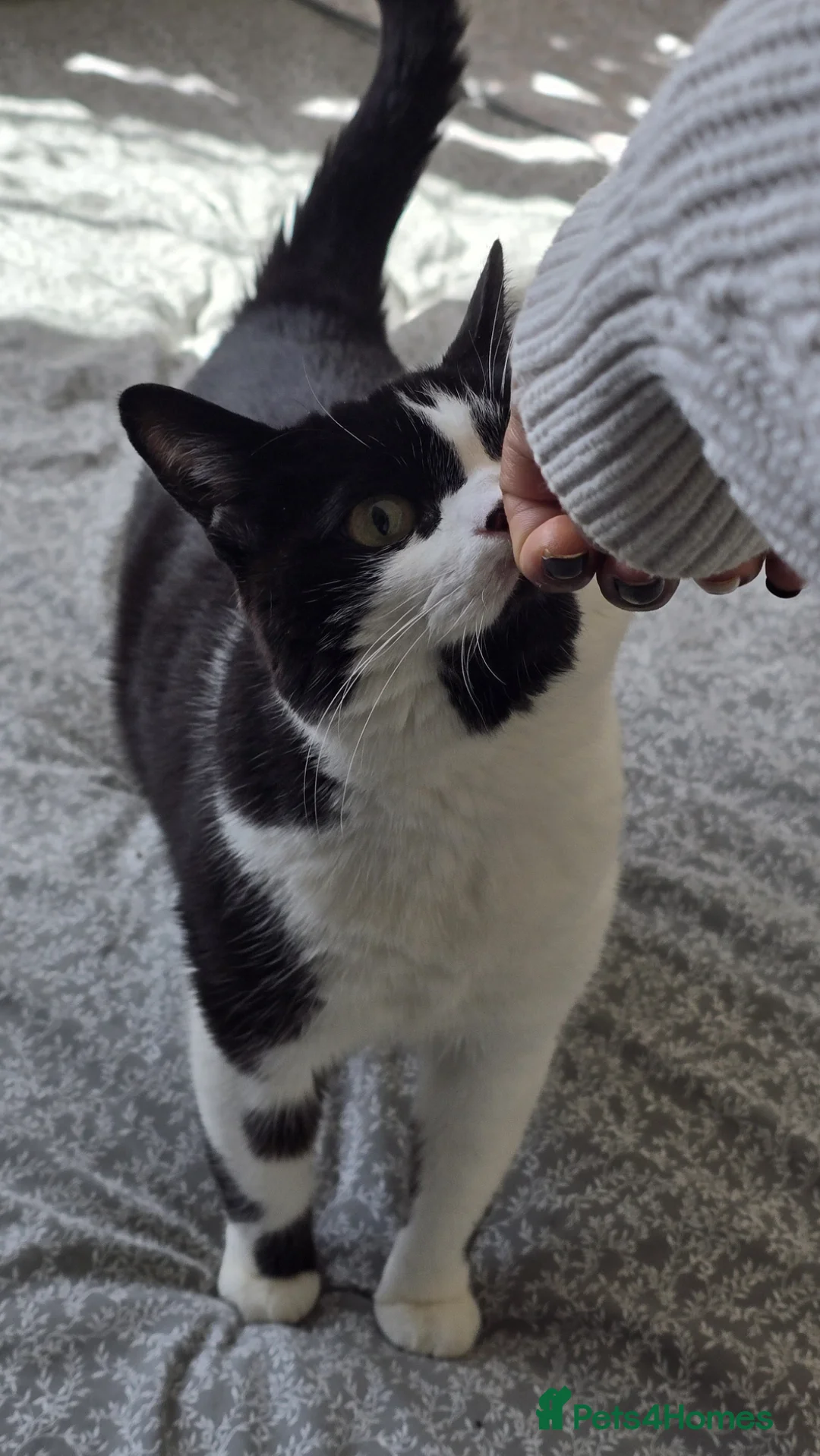 Mixed Breed cats for sale: 12 year old loving, loyal female cat for rehoming - Advert 2