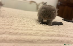 Persian cats for sale: GCCF SOLID BLUE PERSIAN PRINCESSES  - Image 4