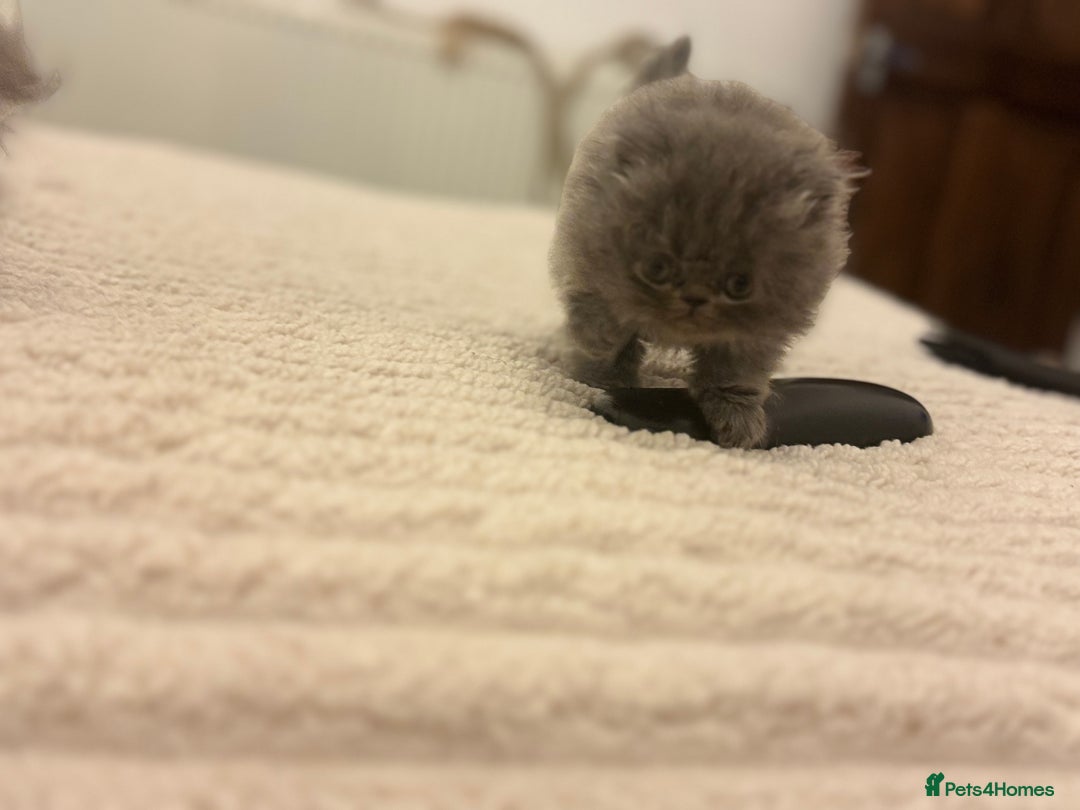 Persian cats for sale: GCCF SOLID BLUE PERSIAN PRINCESSES  - Image 4