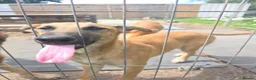 Belgian Shepherd Dog dogs for sale: Belgian Malinois puppies - 6 months old in Tonbridge - Advert 9