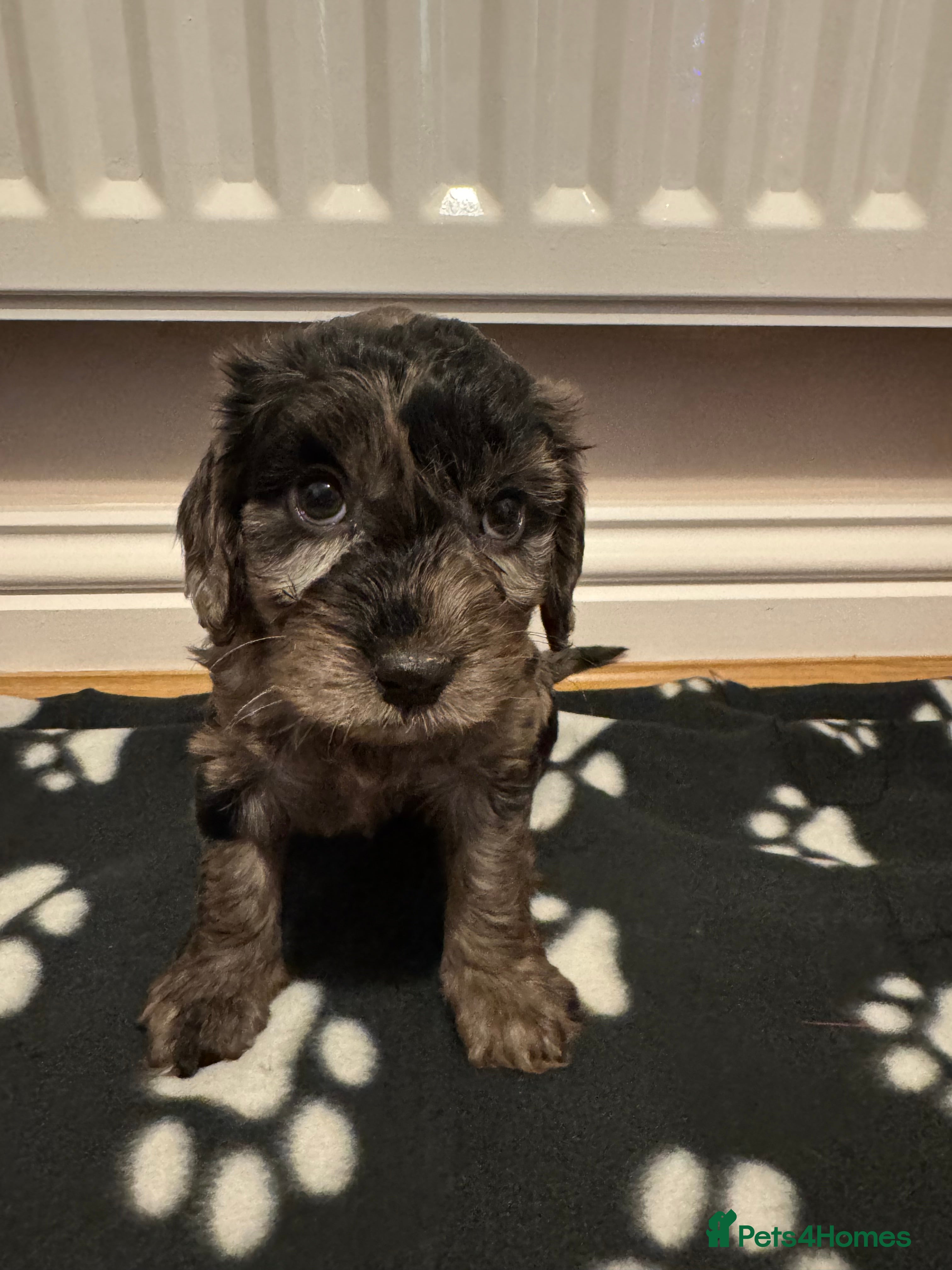 Cockapoo dogs F1 miniature Cockapoos  - Advert 3