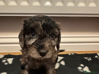 Cockapoo dogs F1 miniature Cockapoos - Advert 5