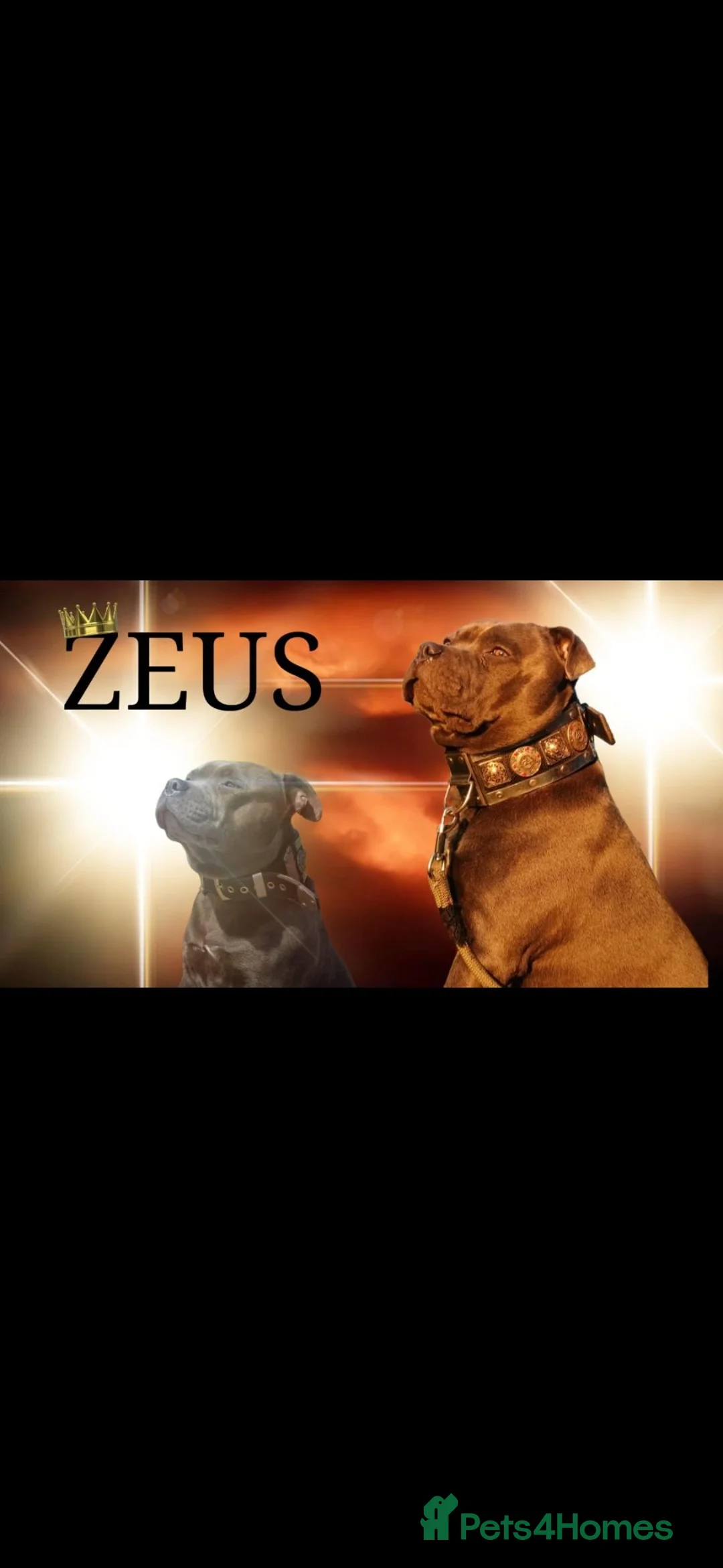 Staffordshire Bull Terrier dogs for stud: ZEUS for stud duties fully kc stunning blue lad  - Advert 1