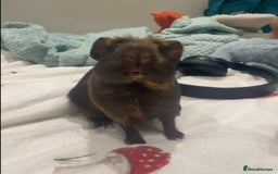Guinea Pig rodents for sale: Male Guineapig - Image 1