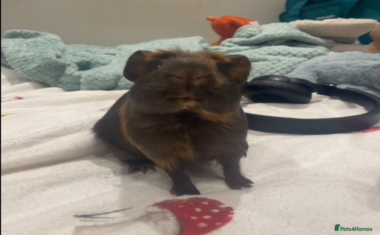 Guinea Pig rodents - Advert 12